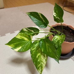 ポトスの画像
