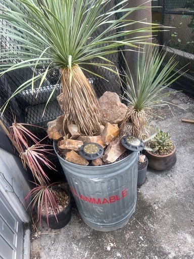 ユッカロストラータ