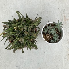 多肉植物　
2鉢の画像