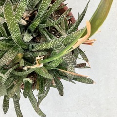 多肉植物　
2鉢の画像
