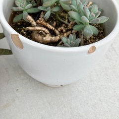 多肉植物　
2鉢の画像
