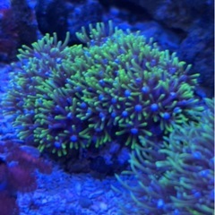 スターポリプの画像