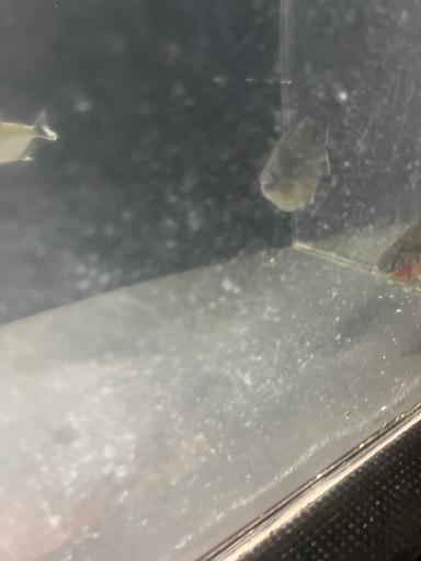 ブラックピラニア3匹