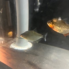 ブラックピラニア3匹の画像