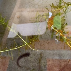 サタンメダカ6匹の画像