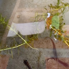 サタンメダカ6匹の画像