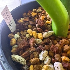 観葉植物　クワズイモＣの画像