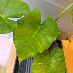 観葉植物　クワズイモＣの画像