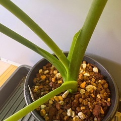 観葉植物　クワズイモＣの画像