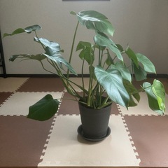 モンステラの画像