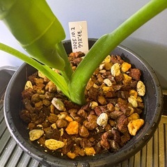 観葉植物　クワズイモＤの画像