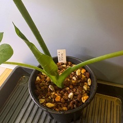 観葉植物　クワズイモＤの画像