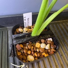 観葉植物　クワズイモＥの画像