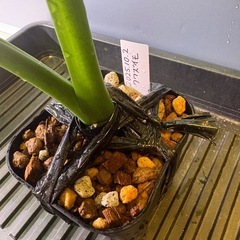 観葉植物　クワズイモＦの画像