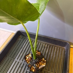 観葉植物　クワズイモＦの画像