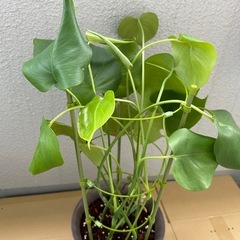 観葉植物　モンステラ④の画像