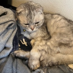 スコティッシュフォールド 12歳