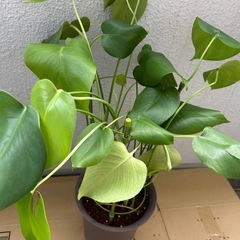 観葉植物　モンステラ③の画像