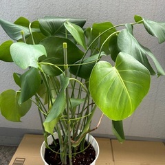 観葉植物　モンステラ②の画像