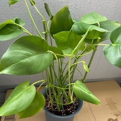 観葉植物　モンステラ①の画像