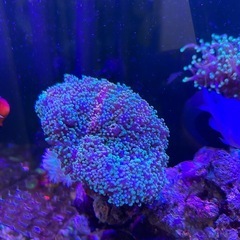 サンゴ　海水魚の画像