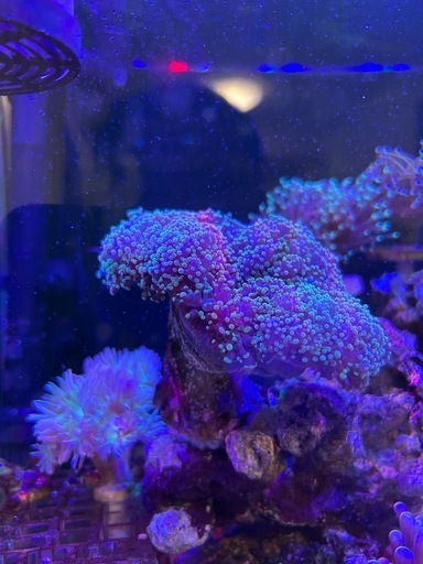 サンゴ　海水魚