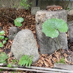 庭石　たくさんの画像