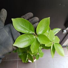 1万円 1 シェフレラ SP 6号　観葉植物の画像