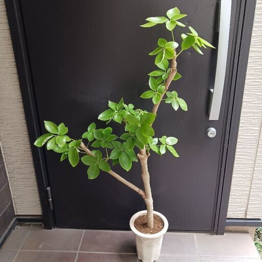 1 シェフレラ SP 6号　観葉植物 1万円 1 シェフレラ SP 6号 観葉植物