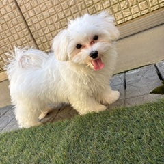 マルプーの子犬の募集です。
