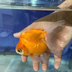 ショートテールライキン金魚の画像