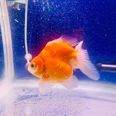 ショートテールライキン金魚の画像