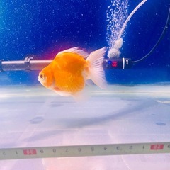 ショートテールライキン金魚の画像