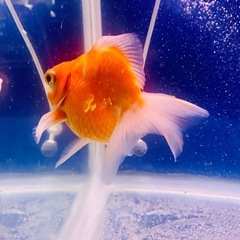 ショートテールライキン金魚の画像