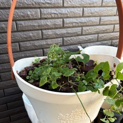 【植木鉢17点セット　秋からのガーデニングに｜500円】
の画像