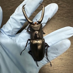 ギラファノコギリクワガタ　♂76mmの画像