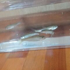 日本淡水魚(オイカワ，カワムツ，カマツカ，ムギツク)の画像