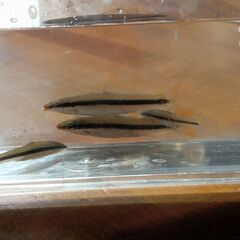 日本淡水魚(オイカワ，カワムツ，カマツカ，ムギツク)の画像