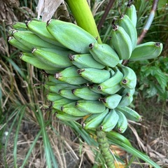 アイスクリームバナナの画像