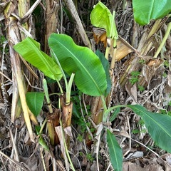 アイスクリームバナナの画像