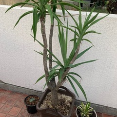 背丈ほどの大きなユッカの画像