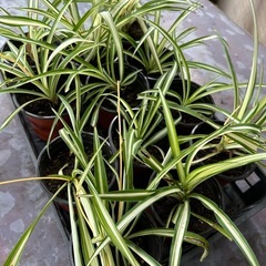 オリヅルラン  スパイダープランツの画像