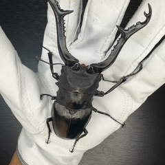 ギラファノコギリクワガタ　♂76mmの画像