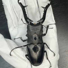 ギラファノコギリクワガタ　♂76mmの画像