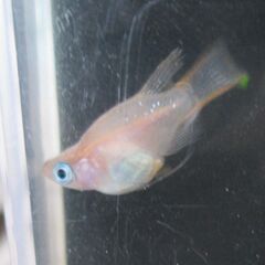 決まりました。ダルマメダカ　5匹　画像は現物です。の画像