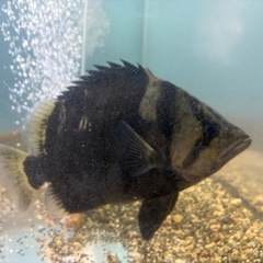 ダトニオプラスワンの画像