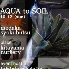 2025年ラスト！護国神社蚤の市にてメダカの販売しますの画像