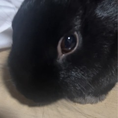 2023.10.9生まれ ミニウサギ