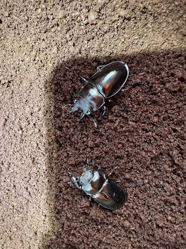 アマミマルバネクワガタ アマミマルバネペア　アママル　オス49mm メス43mm奄美大島産