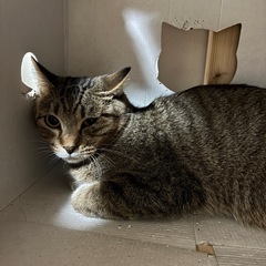 推定2~3歳 キジトラ オス猫 譲渡